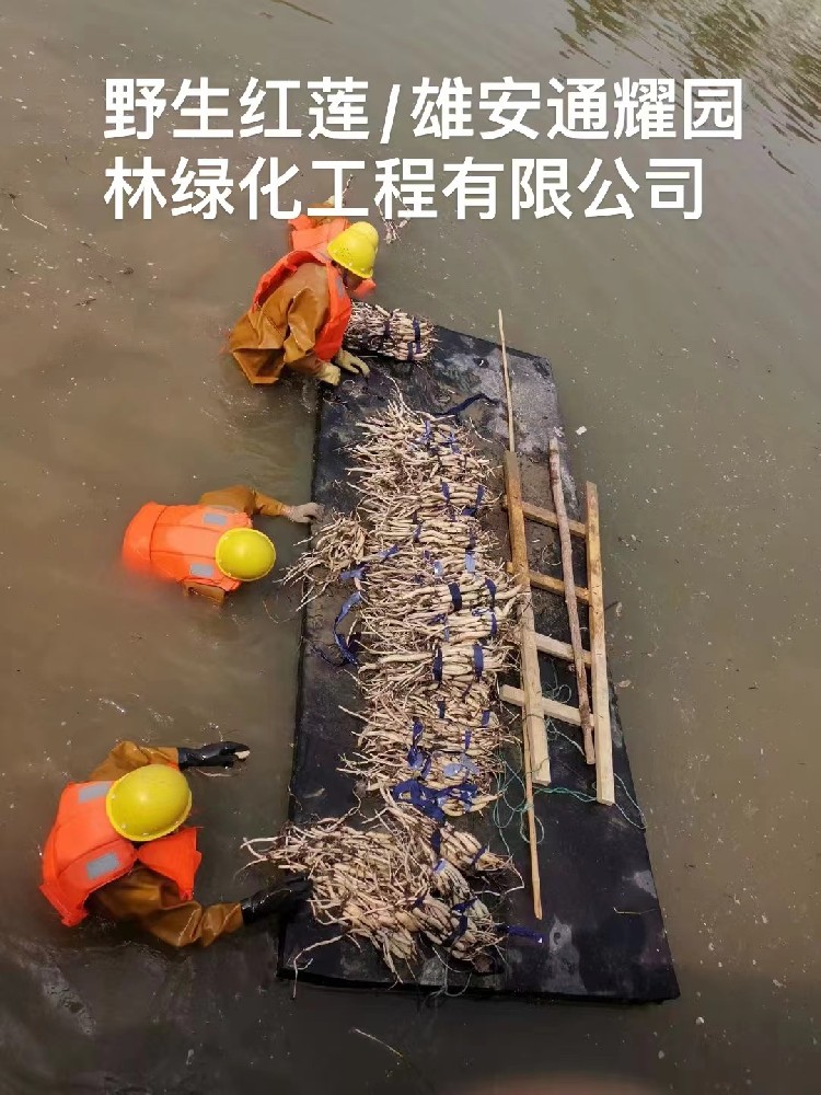 北京通州河道修复工程